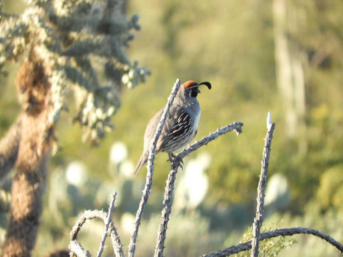 Gambel's Quail - Thomas Bürgi