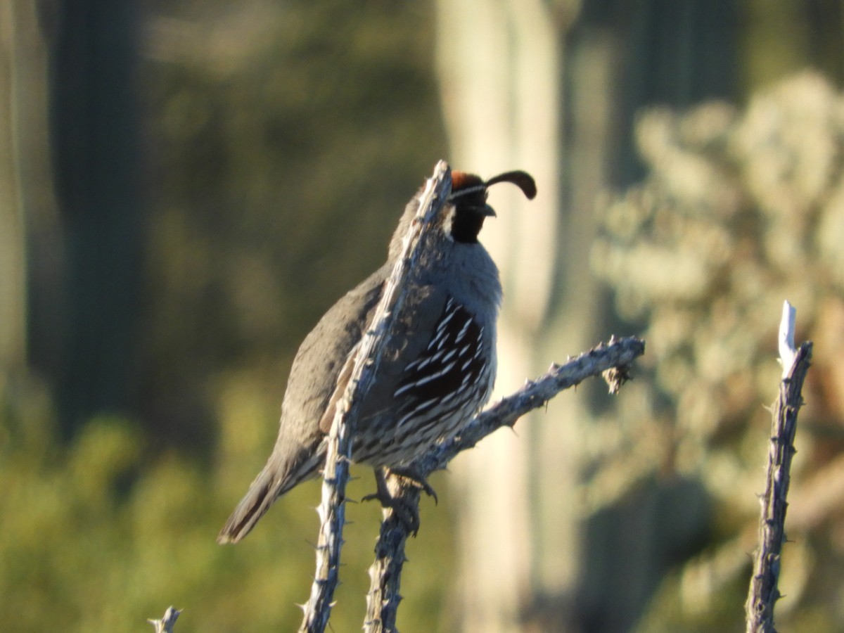 Gambel's Quail - Thomas Bürgi