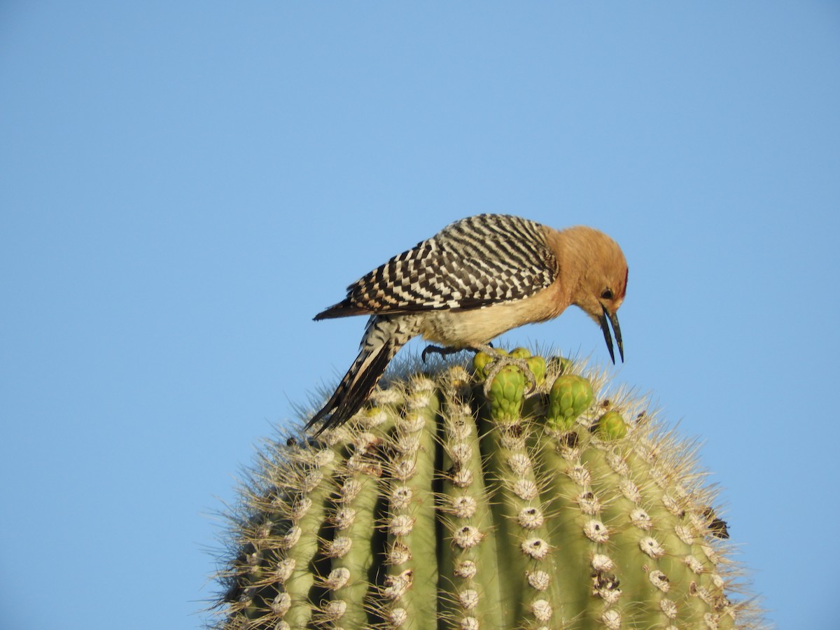 Gila Woodpecker - Thomas Bürgi