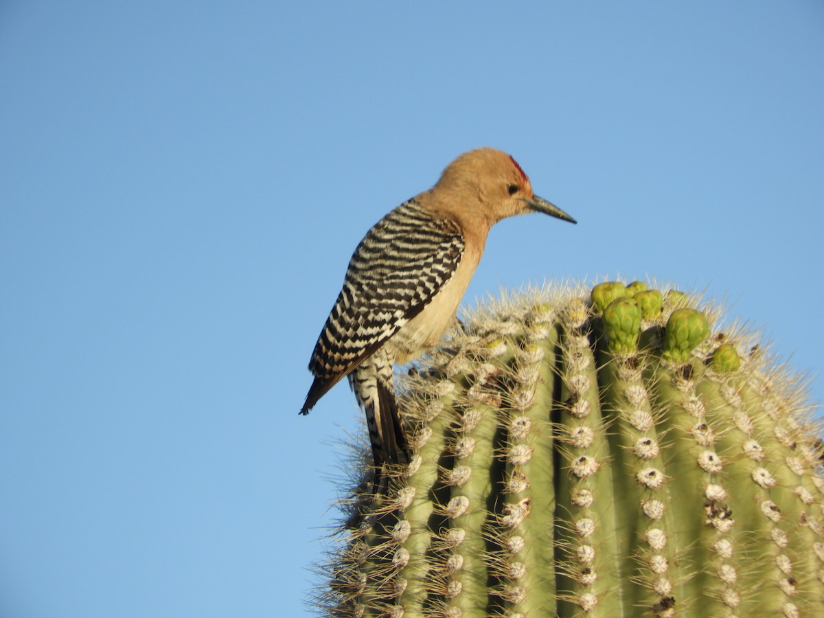 Gila Woodpecker - Thomas Bürgi