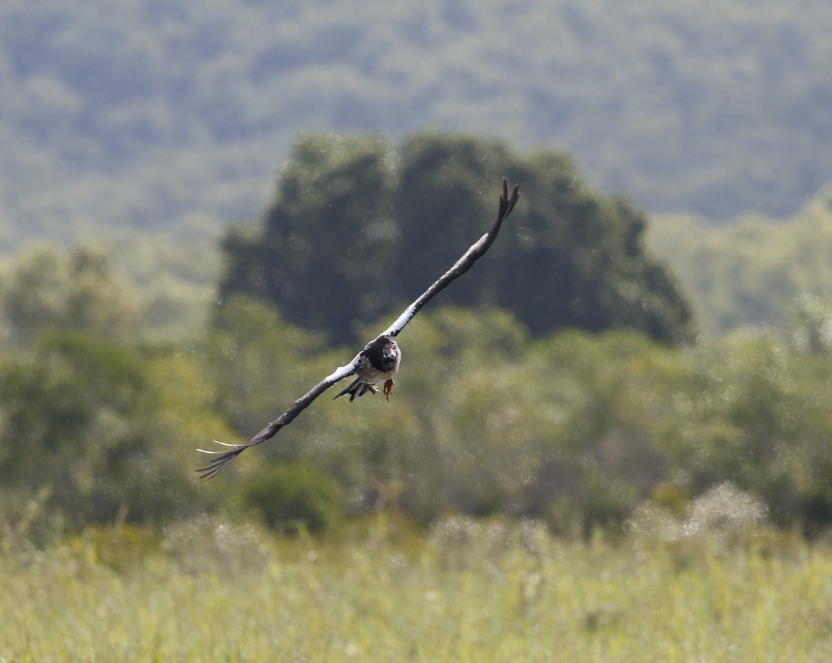 Magpie Goose - ML619479445