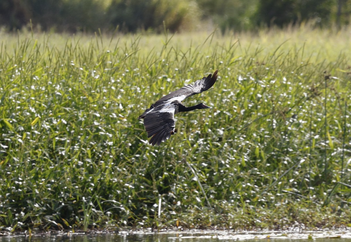 Magpie Goose - Cathy Pert