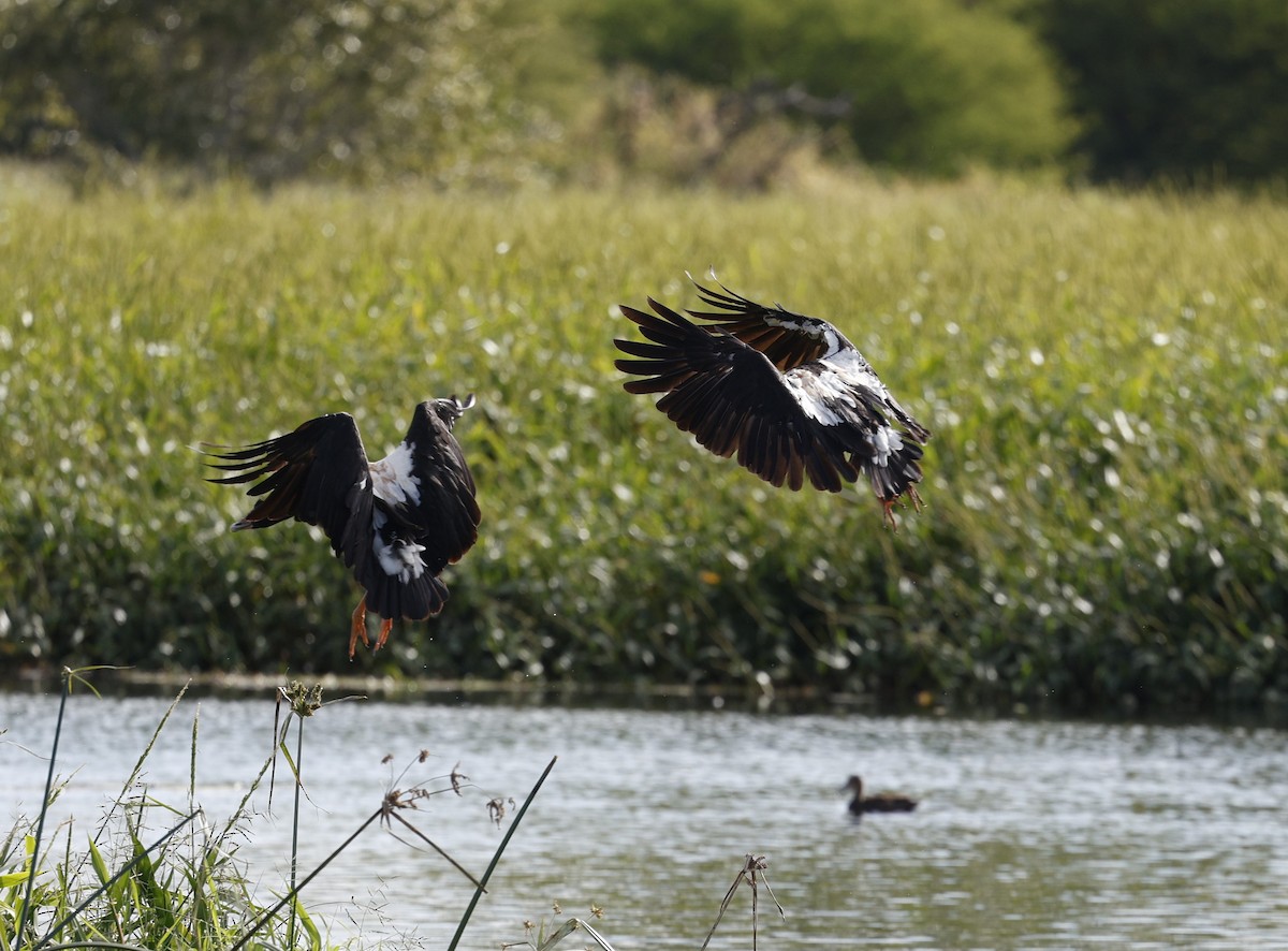 Magpie Goose - ML619479449