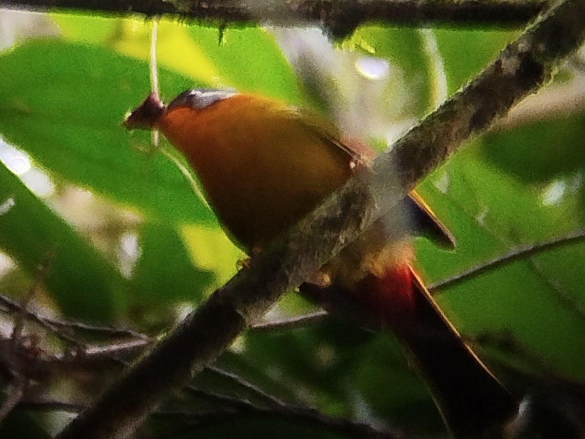 Silver-eared Mesia - ML619479450