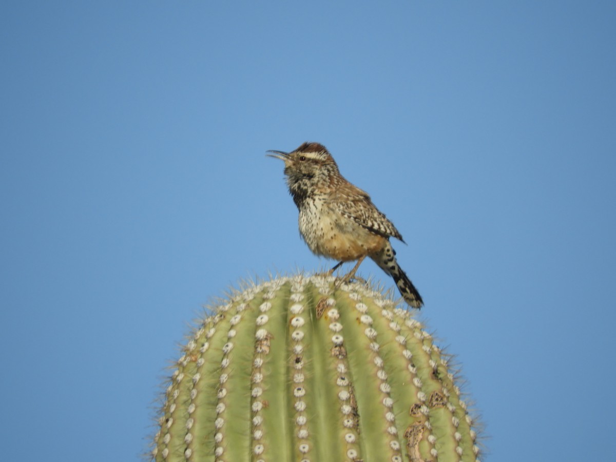 Cactus Wren - Thomas Bürgi