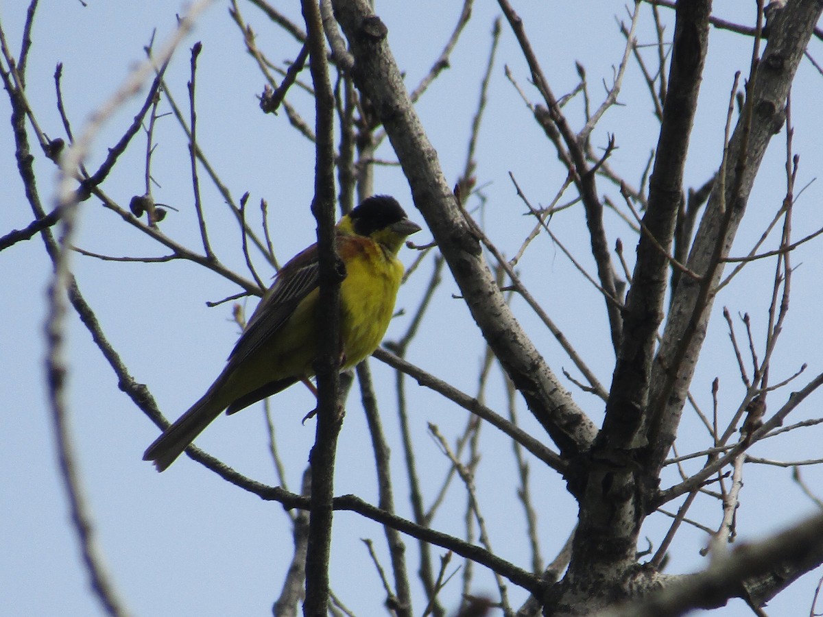 Black-headed Bunting - Stephen Mumford