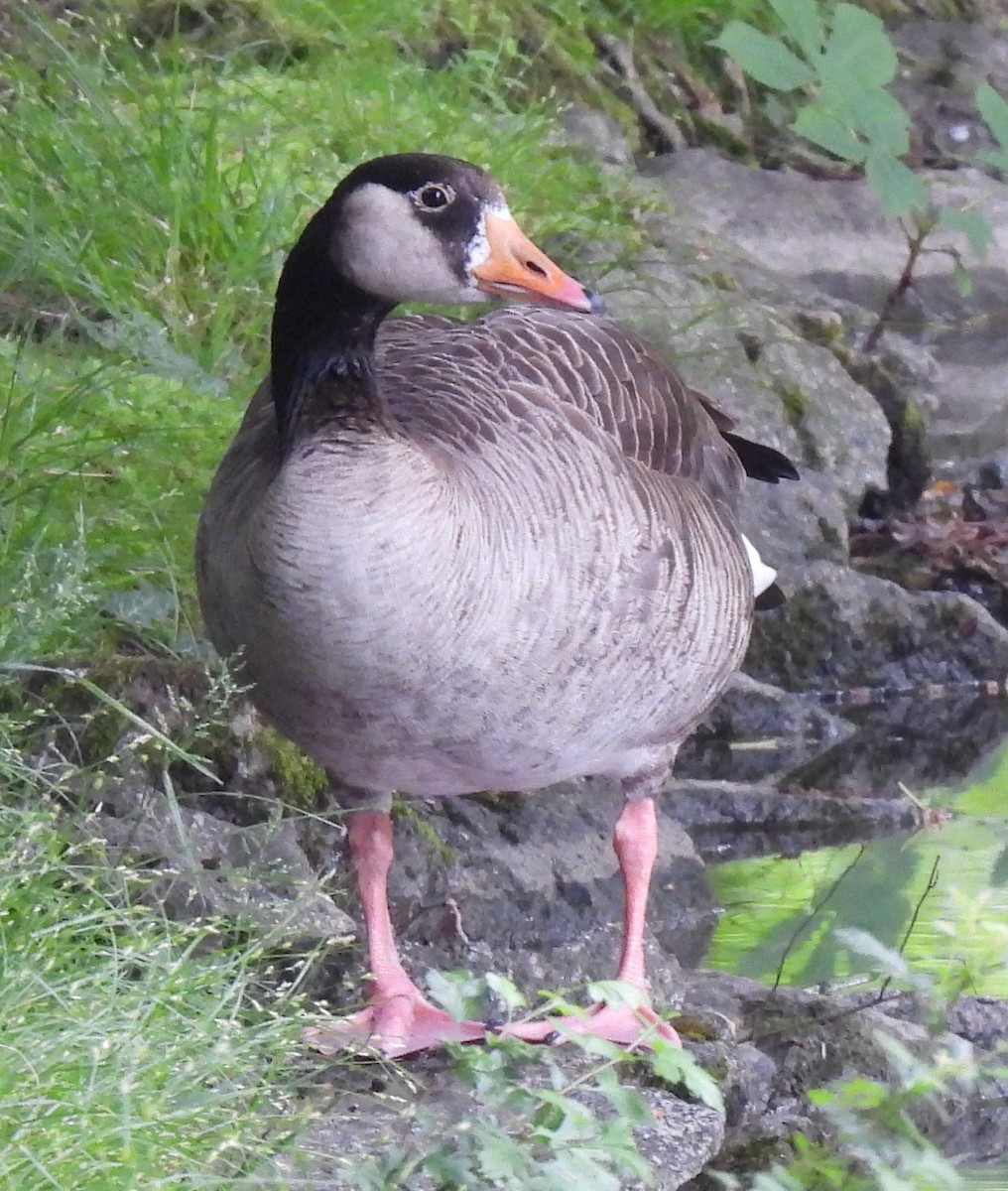 Graylag x Canada Goose (hybrid) - Susanne Meidel