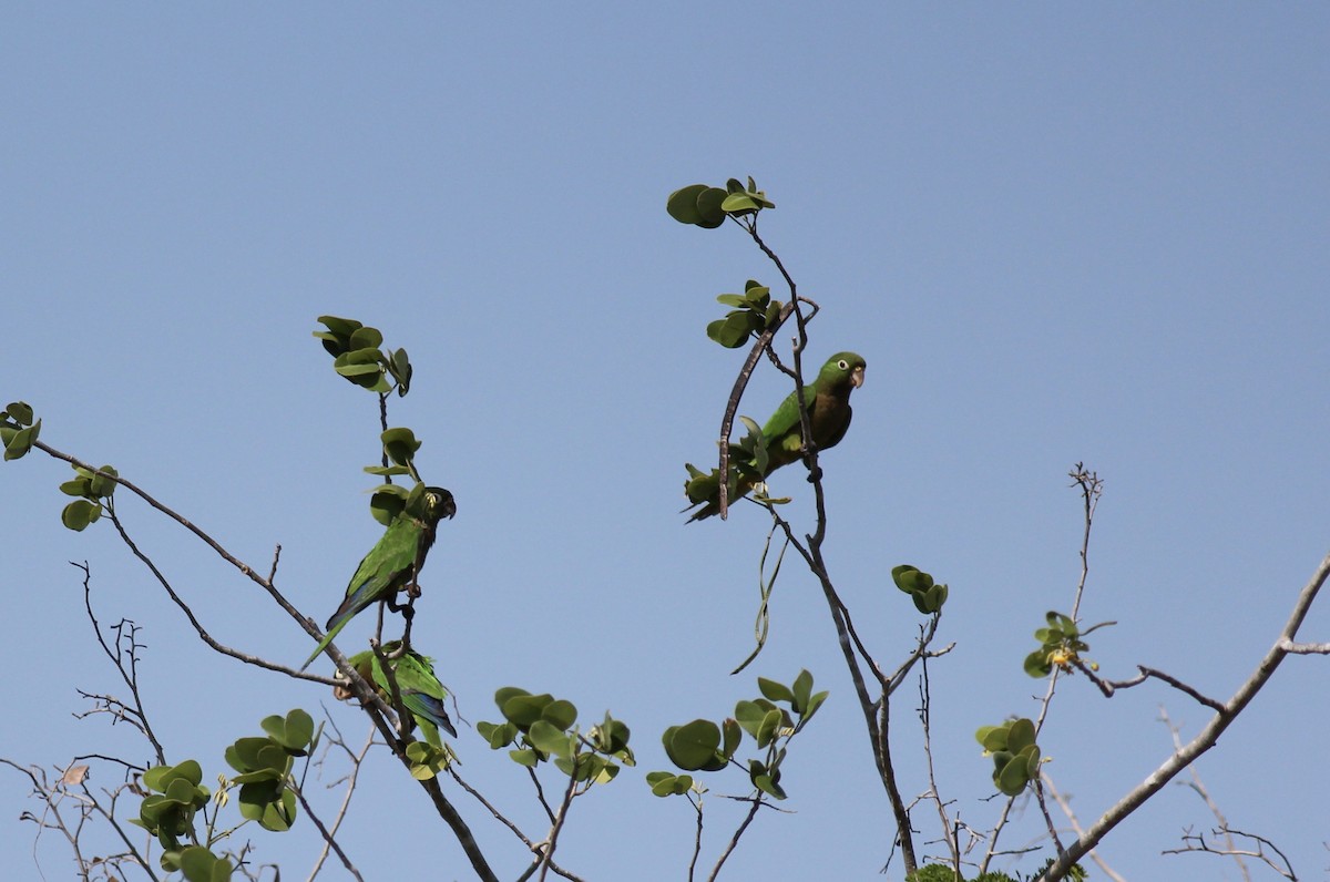 Olive-throated Parakeet - Jamie Adams
