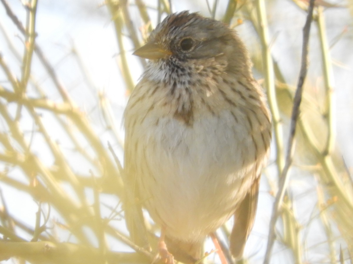 Lincoln's Sparrow - Thomas Bürgi