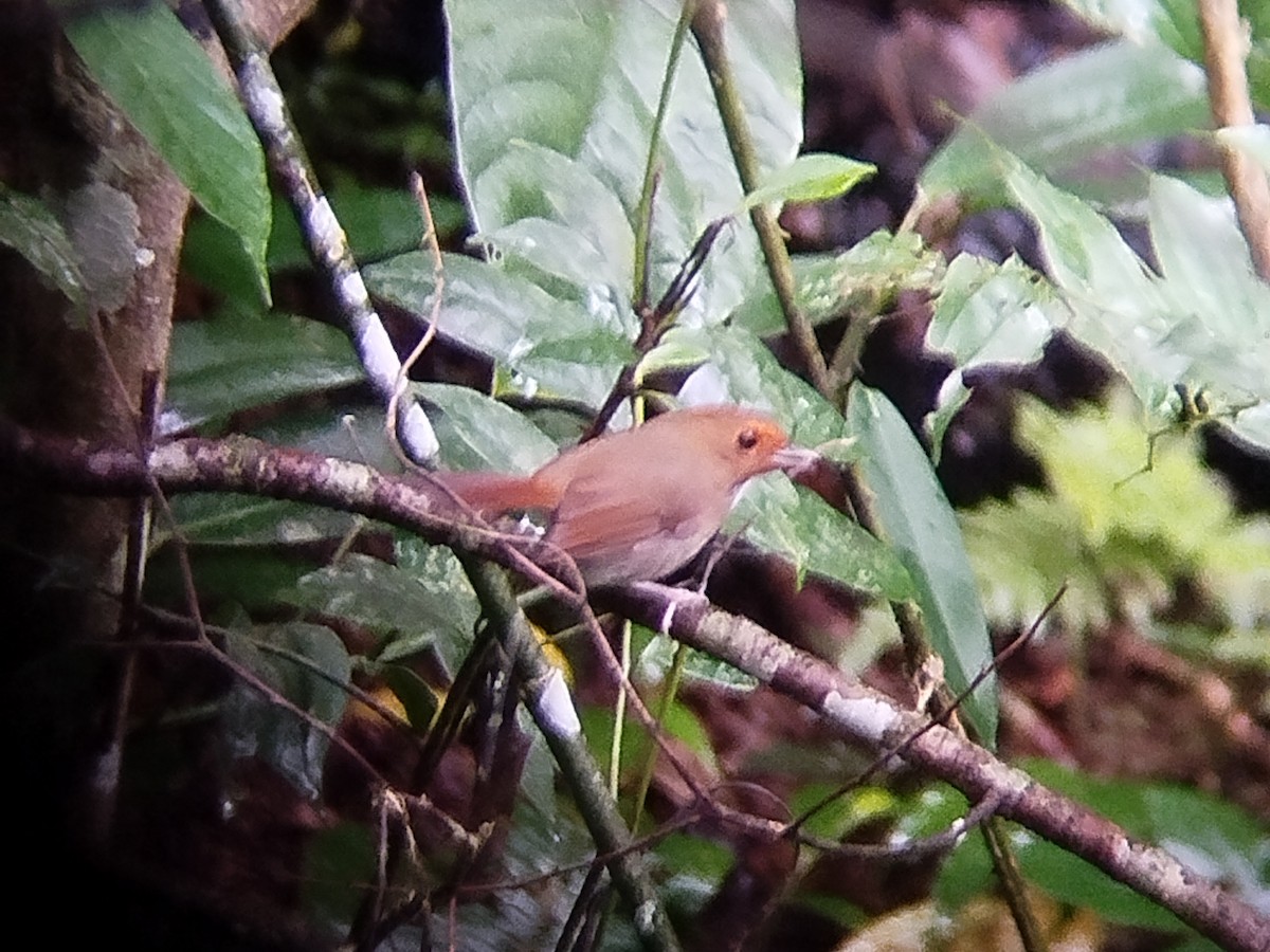 Rufous-browed Flycatcher - Lars Mannzen