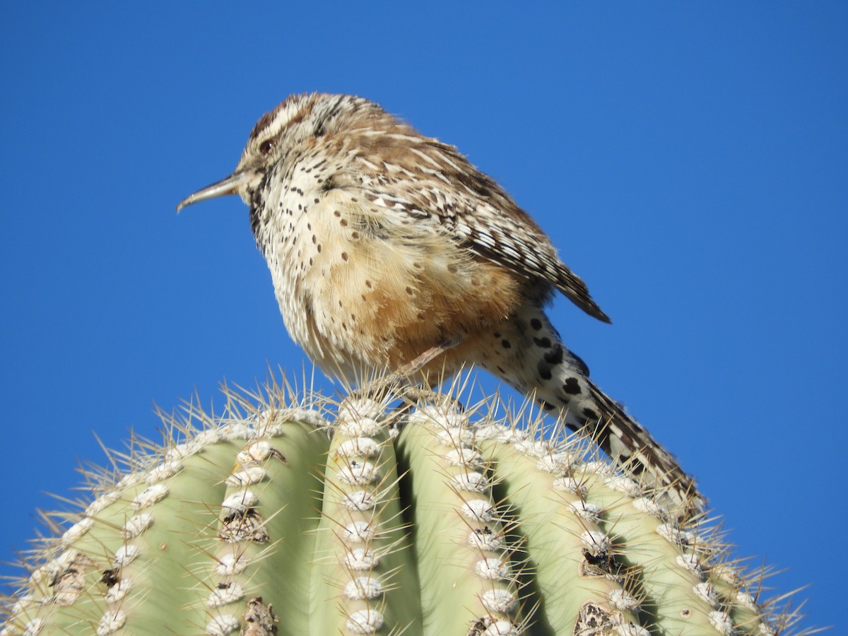 Cactus Wren - Thomas Bürgi