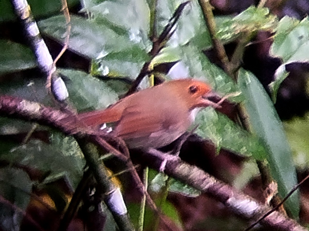 Rufous-browed Flycatcher - Lars Mannzen