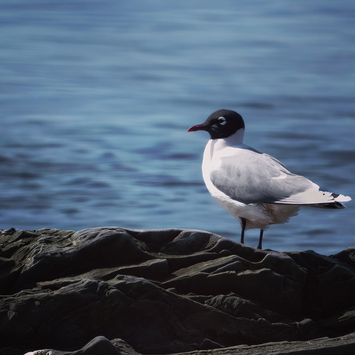 Franklin's Gull - Christine Pelletier et (Claude St-Pierre , photos)