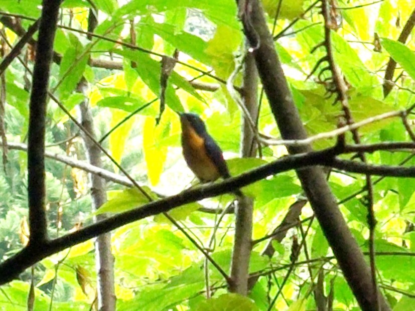 Pygmy Flycatcher - Lars Mannzen