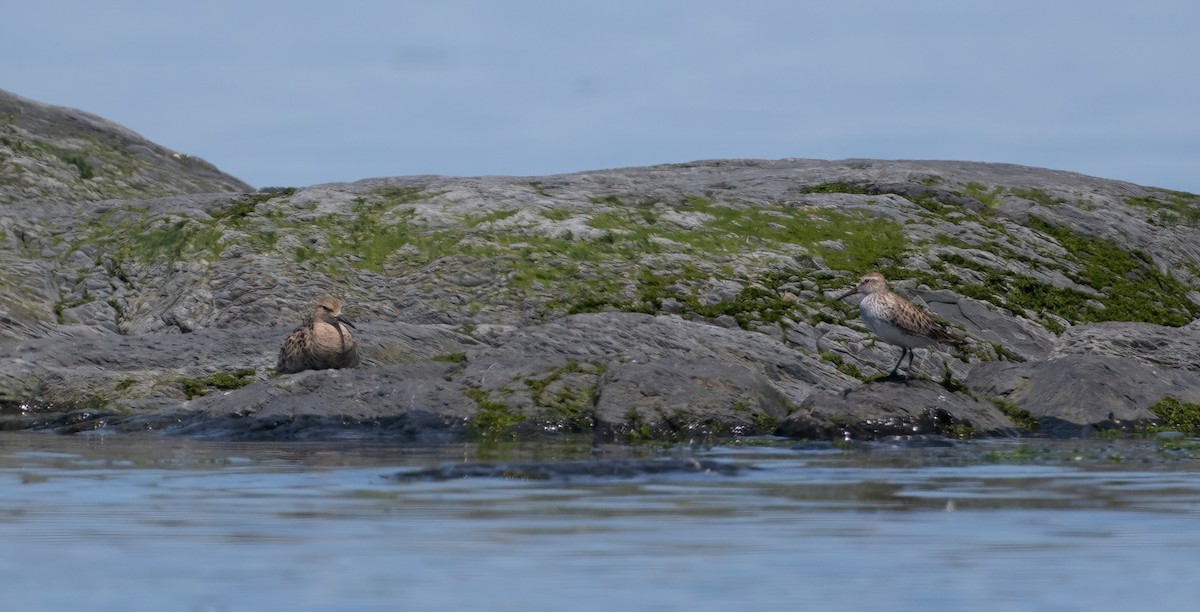 White-rumped Sandpiper - Christine Pelletier et (Claude St-Pierre , photos)