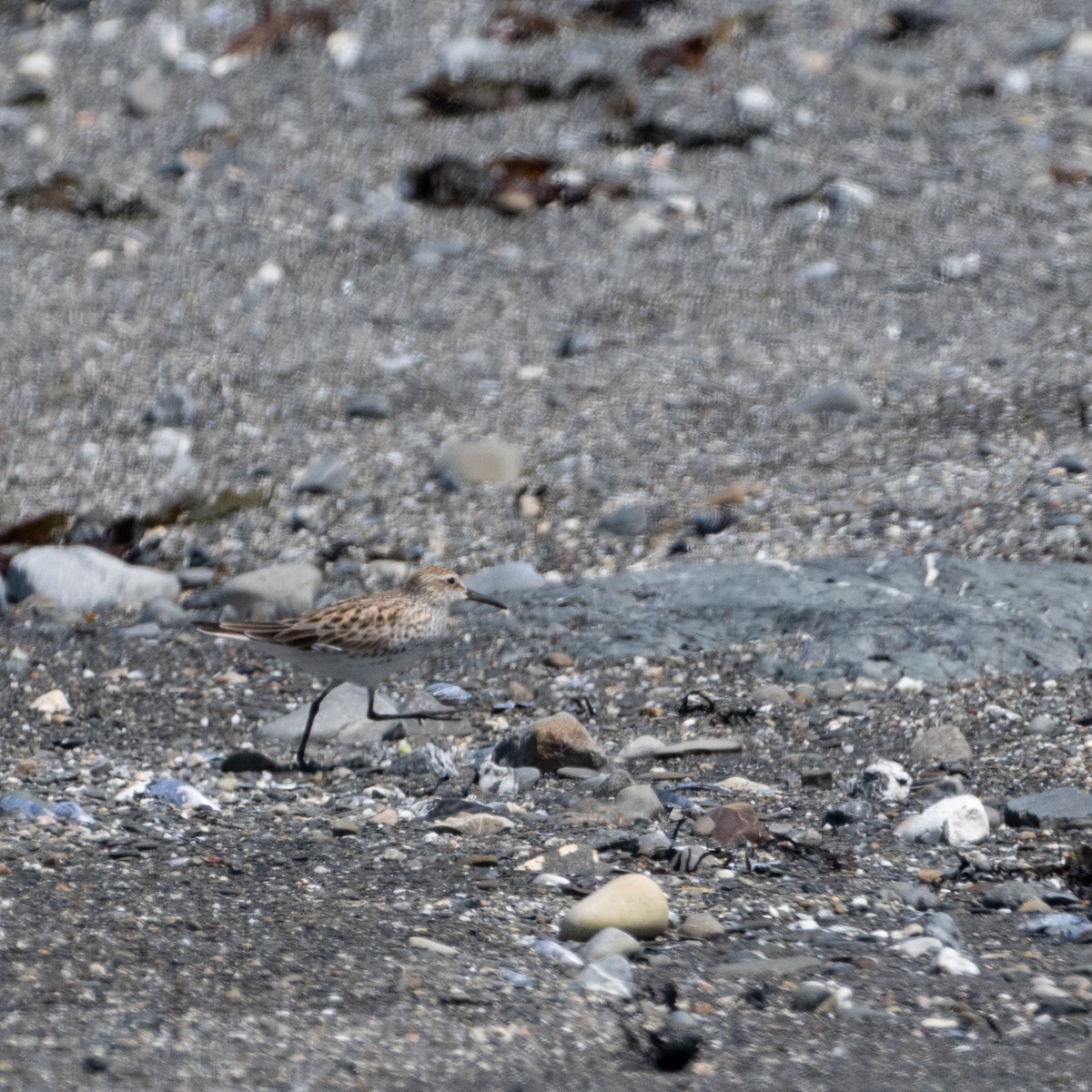 White-rumped Sandpiper - Christine Pelletier et (Claude St-Pierre , photos)