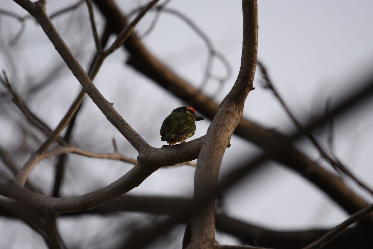 Coppersmith Barbet - Richard Chayapong