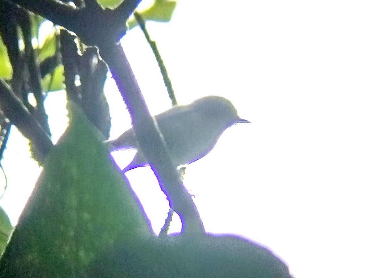 Pygmy Flycatcher - ML619479489