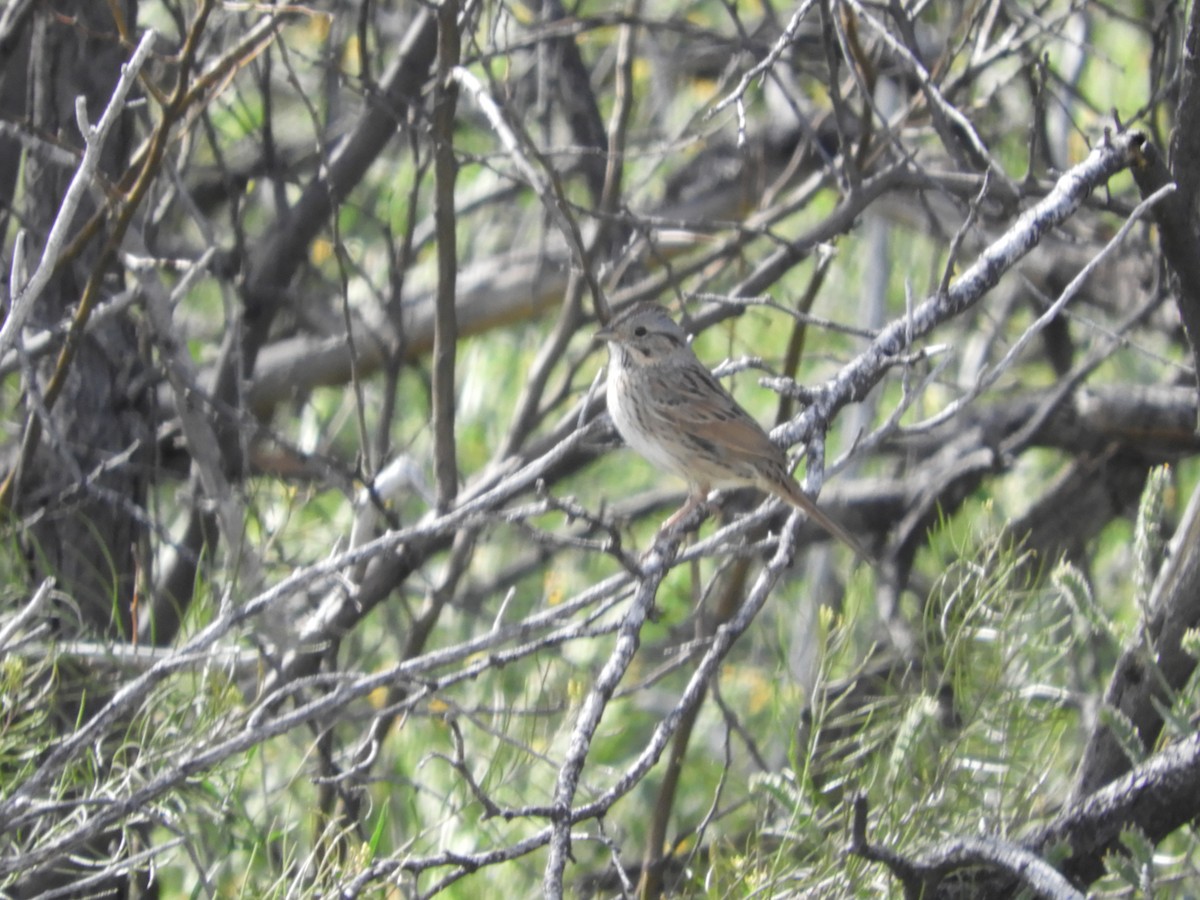 Lincoln's Sparrow - Thomas Bürgi