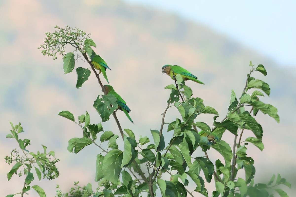 Brown-throated Parakeet - Russ Ruffing