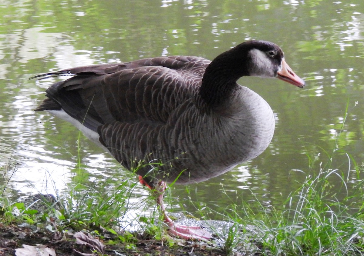 Graylag x Canada Goose (hybrid) - Susanne Meidel