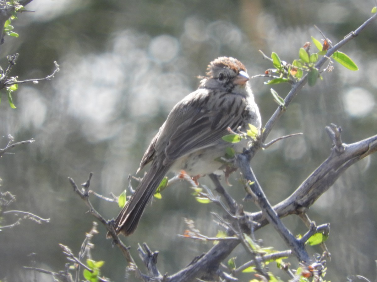 Rufous-winged Sparrow - Thomas Bürgi