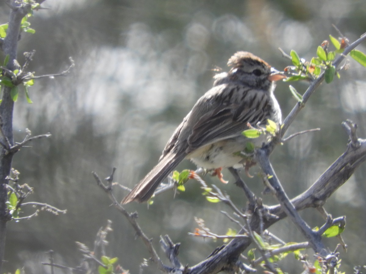 Rufous-winged Sparrow - Thomas Bürgi