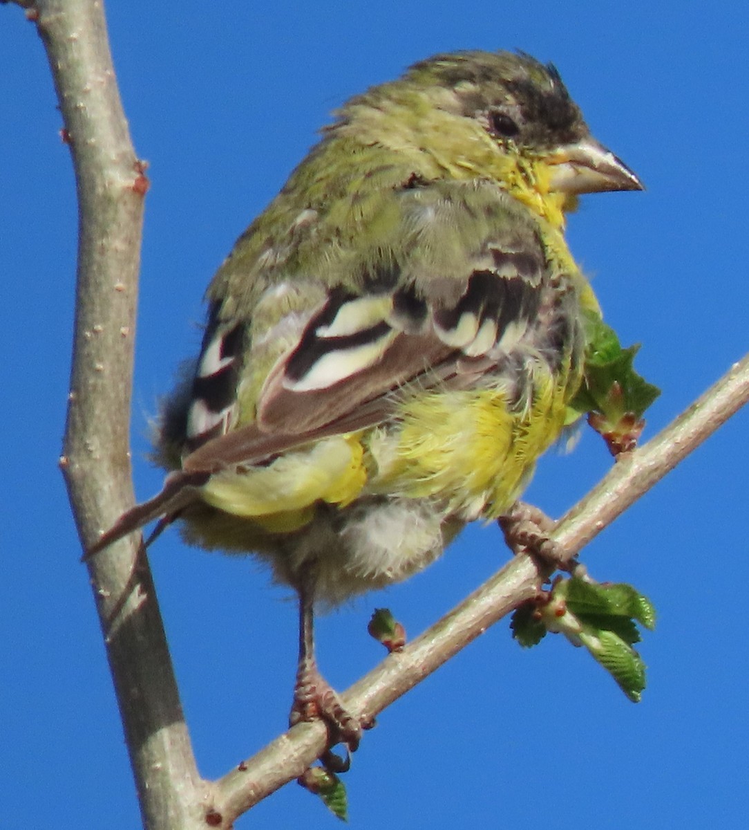 Lesser Goldfinch - BEN BAILEY