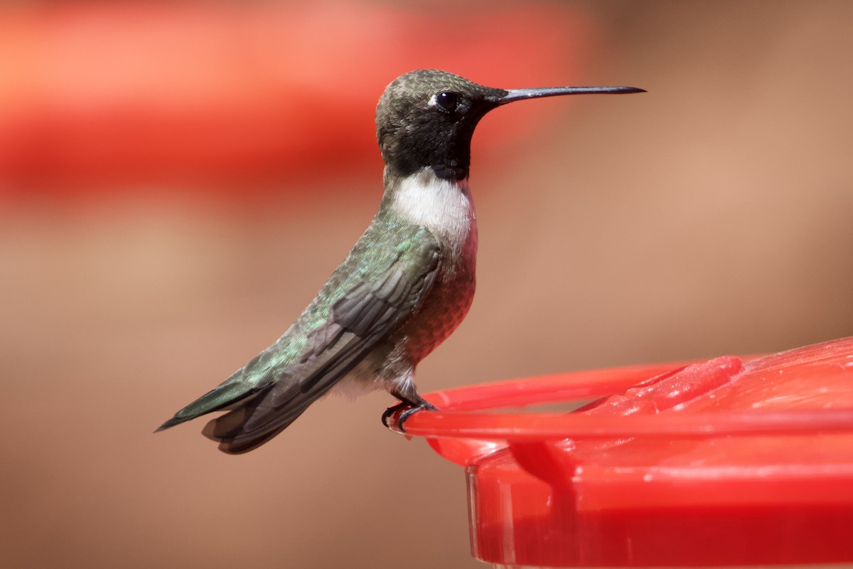 Black-chinned Hummingbird - Robert Snider