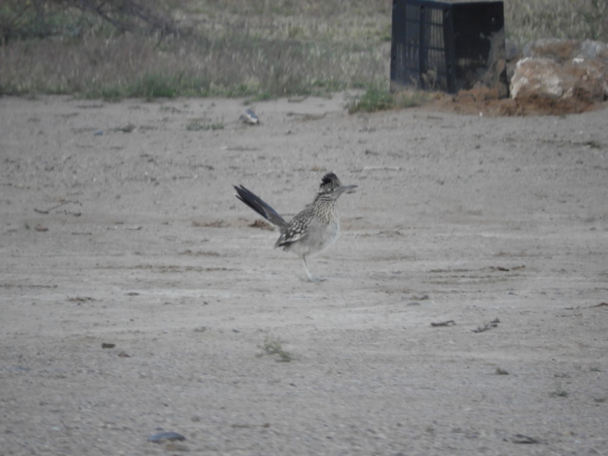 Greater Roadrunner - Thomas Bürgi