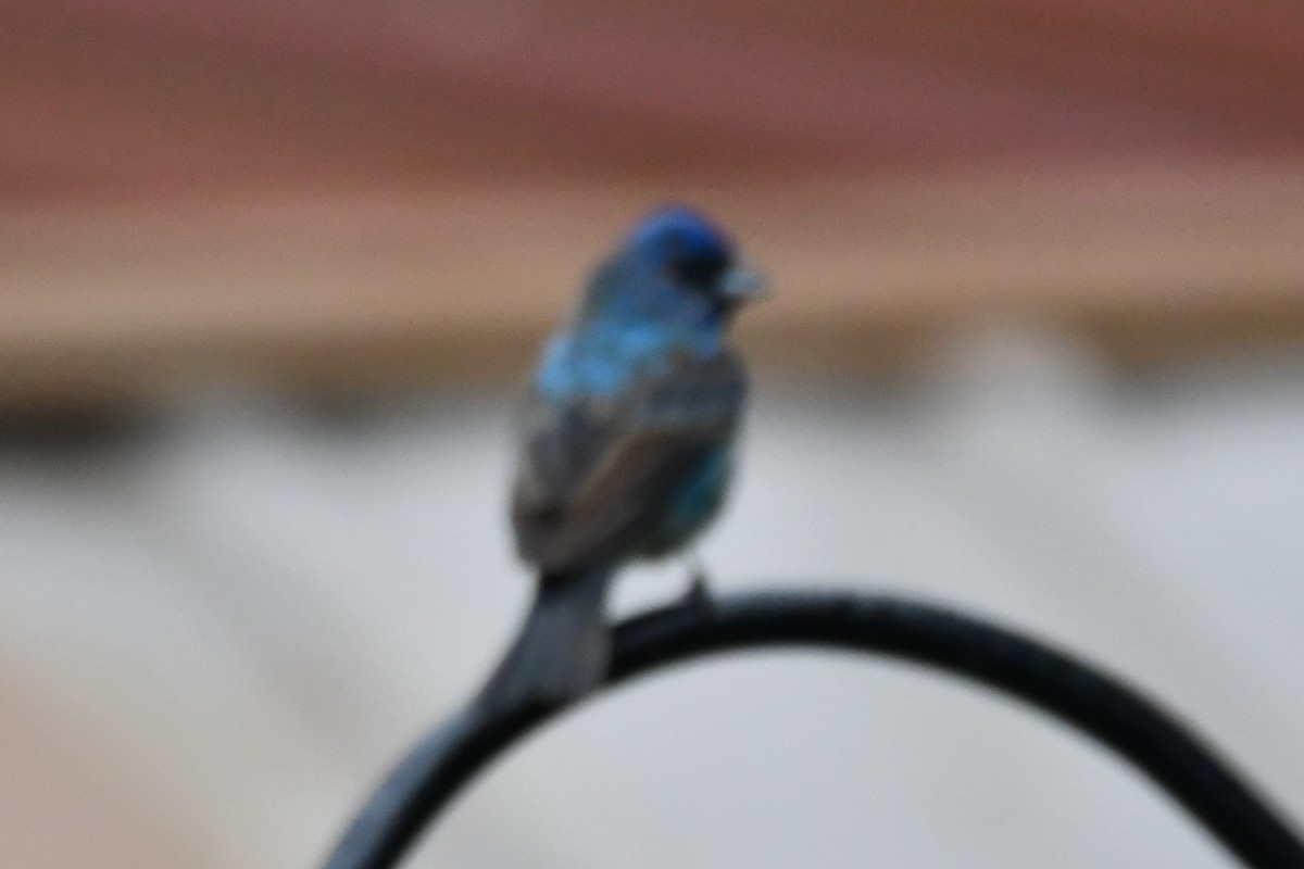 Indigo Bunting - Carmen Ricer