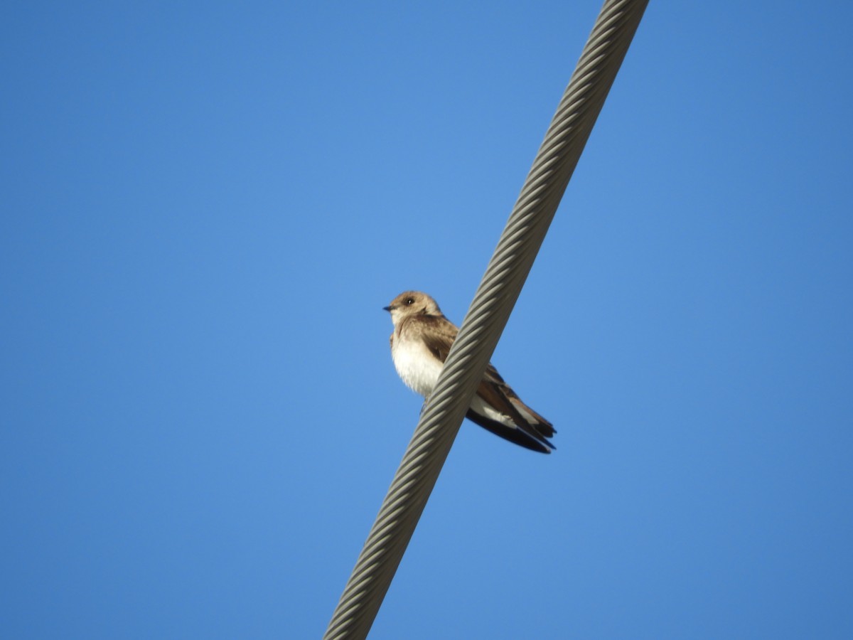 Northern Rough-winged Swallow - Thomas Bürgi