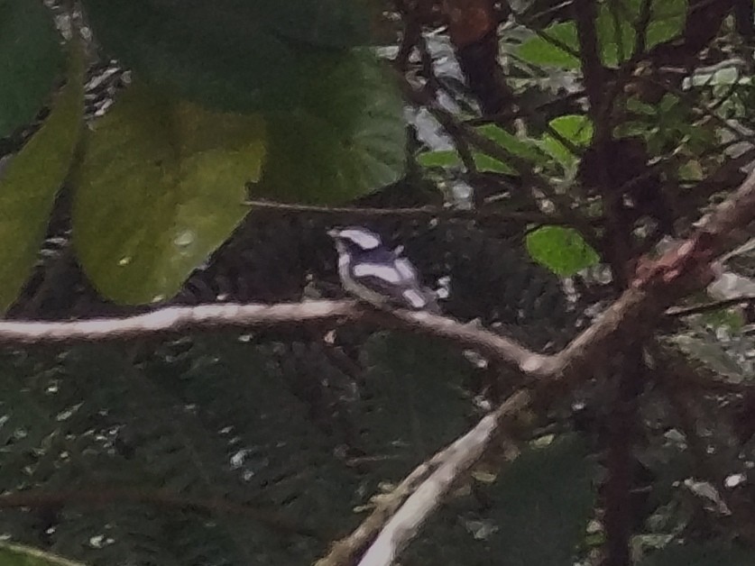 Little Pied Flycatcher - Lars Mannzen