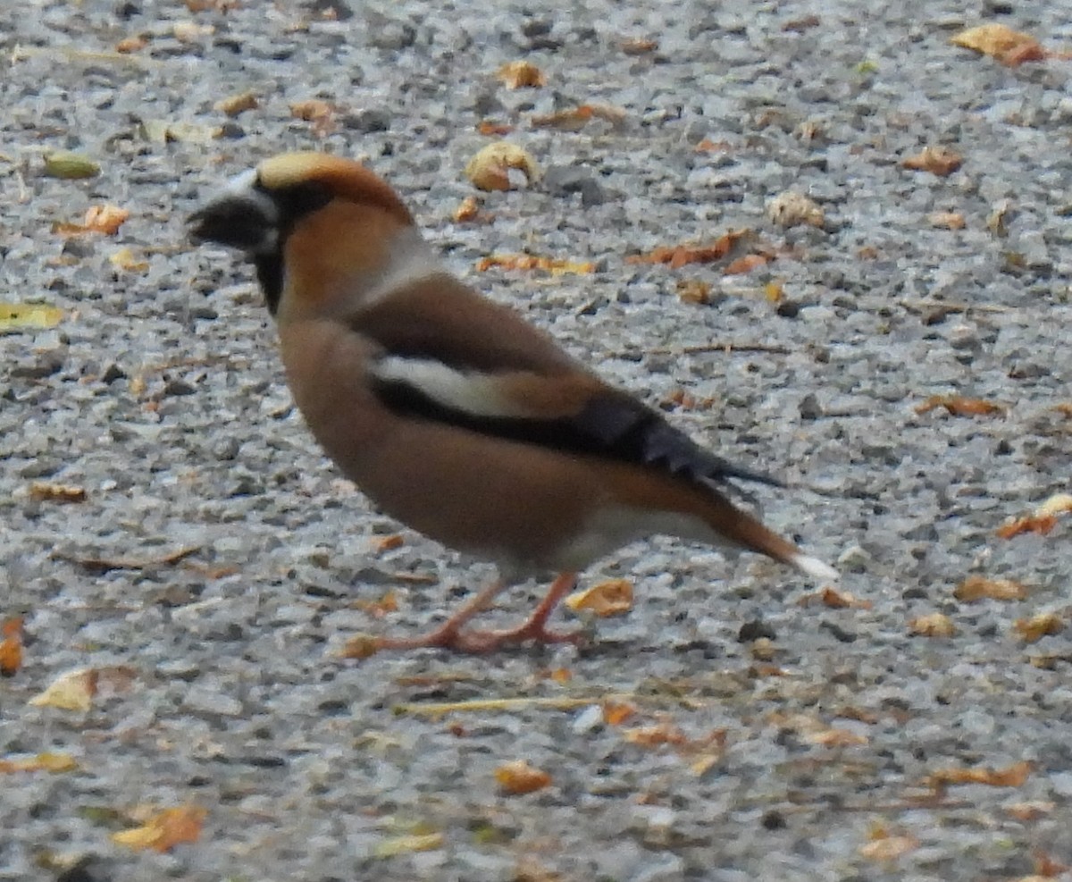 Hawfinch - Susanne Meidel