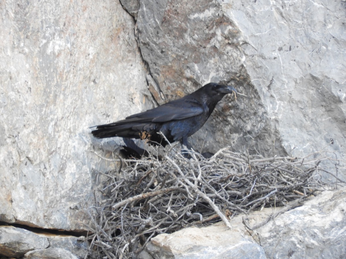 Common Raven - Thomas Bürgi