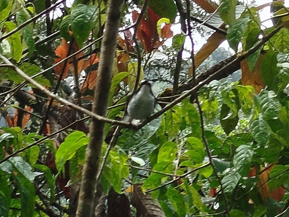 Little Pied Flycatcher - ML619479512