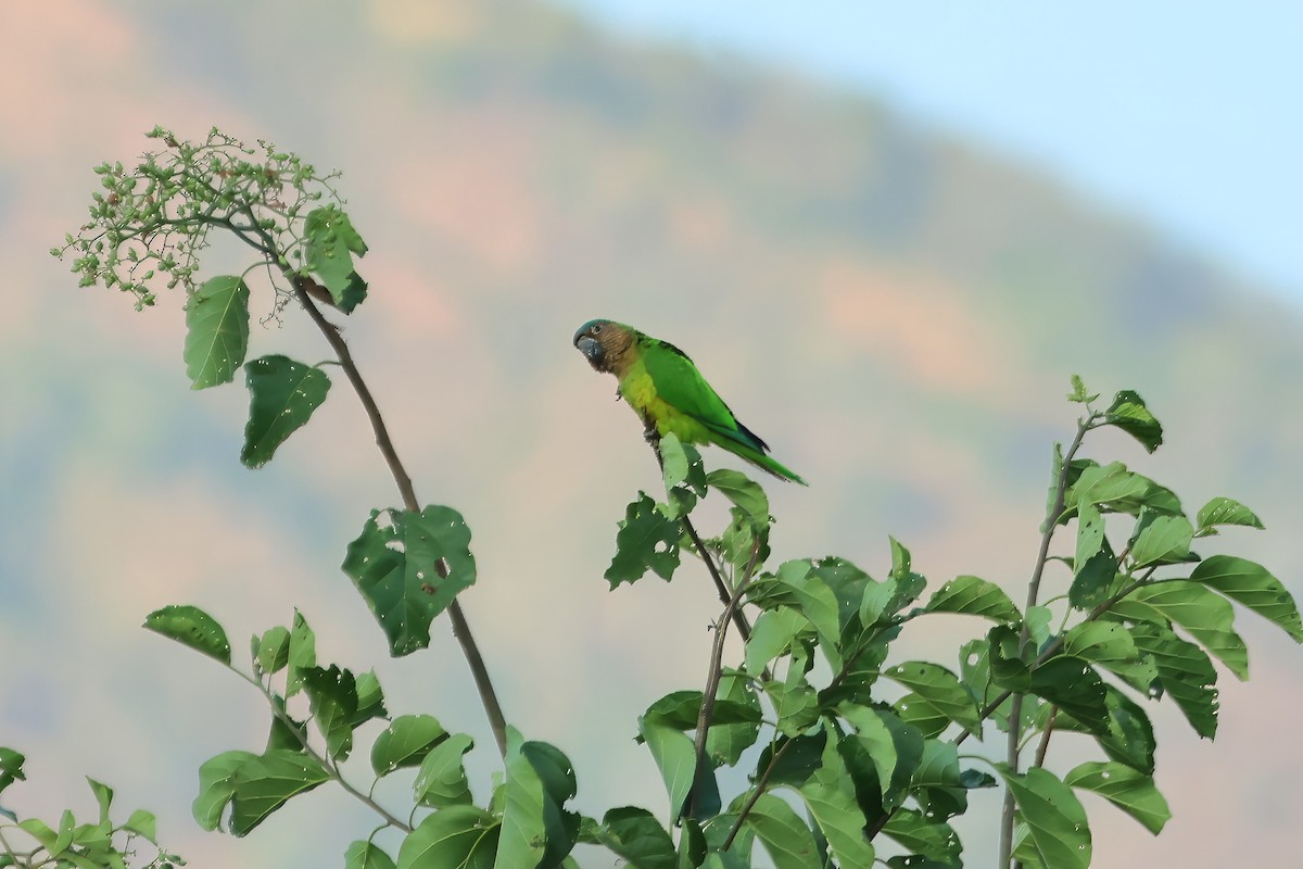 Brown-throated Parakeet - Russ Ruffing