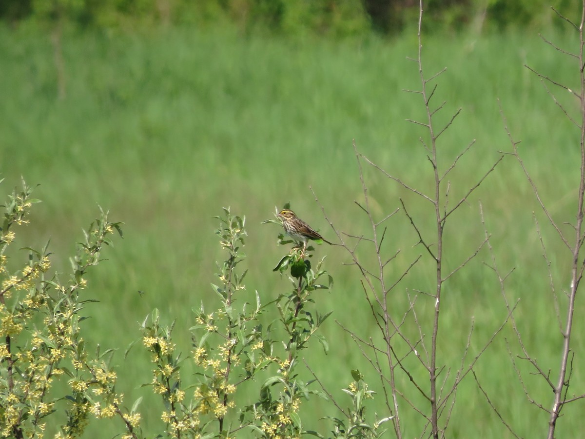 Savannah Sparrow - Melanie Mitchell