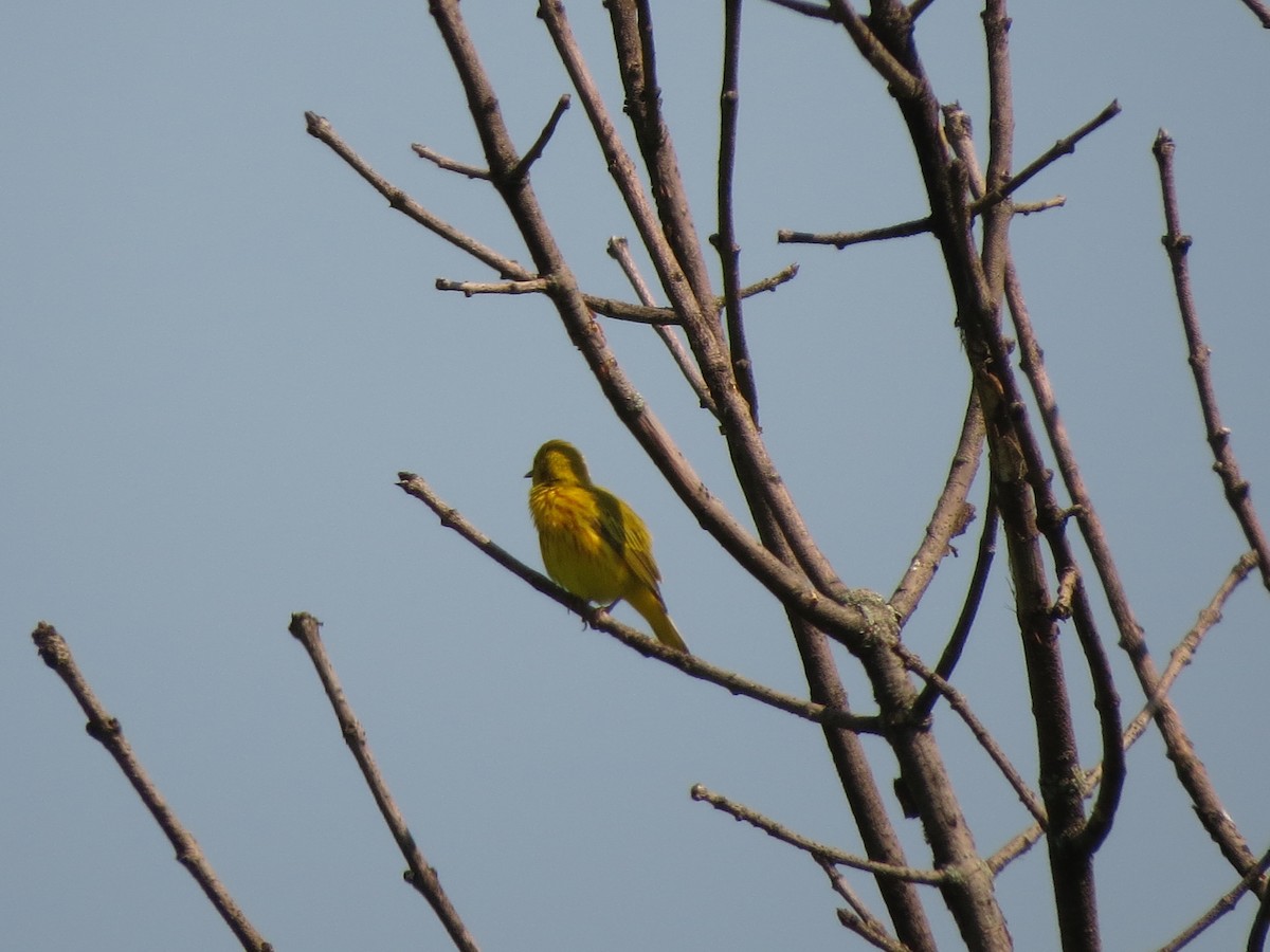 Yellow Warbler - Melanie Mitchell