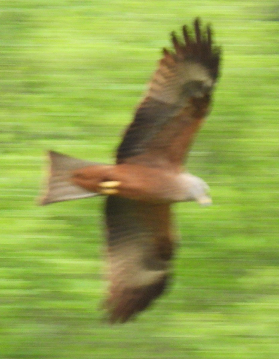 Red Kite - ML619479529