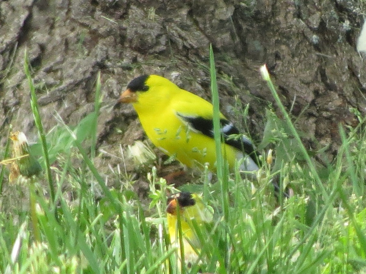 American Goldfinch - Melanie Mitchell