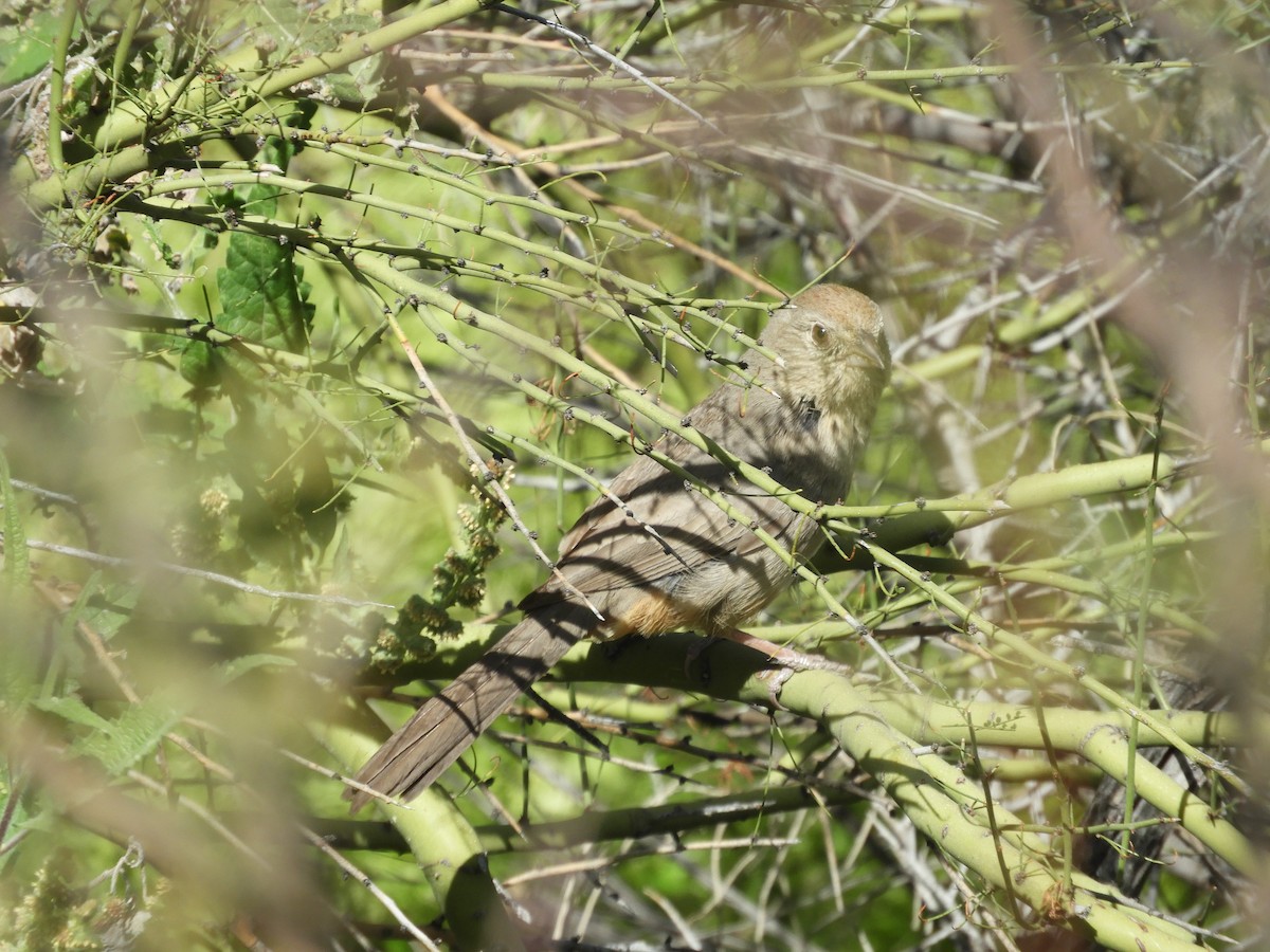 Canyon Towhee - Thomas Bürgi