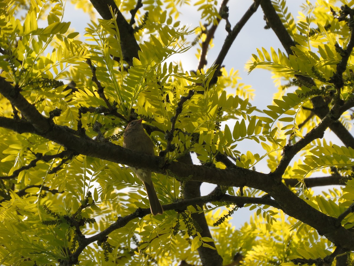 Field Sparrow - Melanie Mitchell