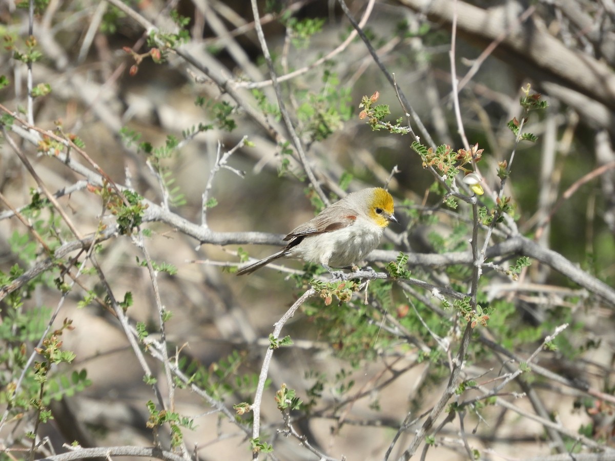 Verdin - Thomas Bürgi