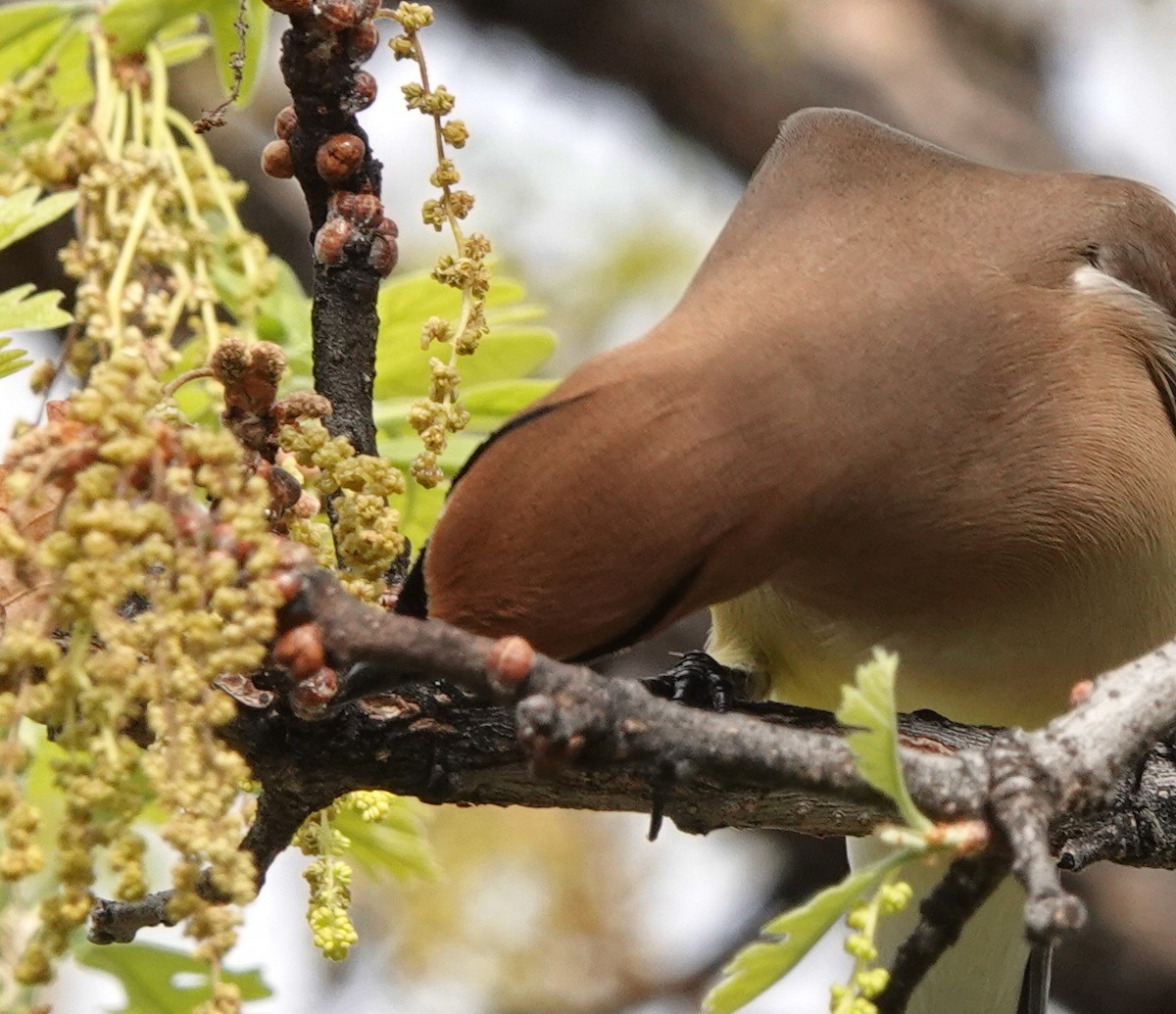 Cedar Waxwing - Doug Swartz