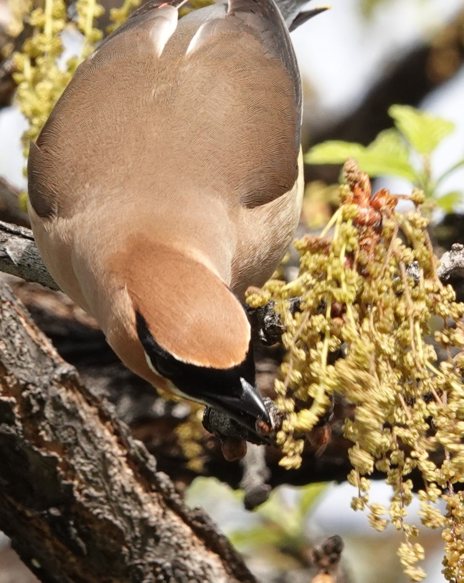 Cedar Waxwing - Doug Swartz