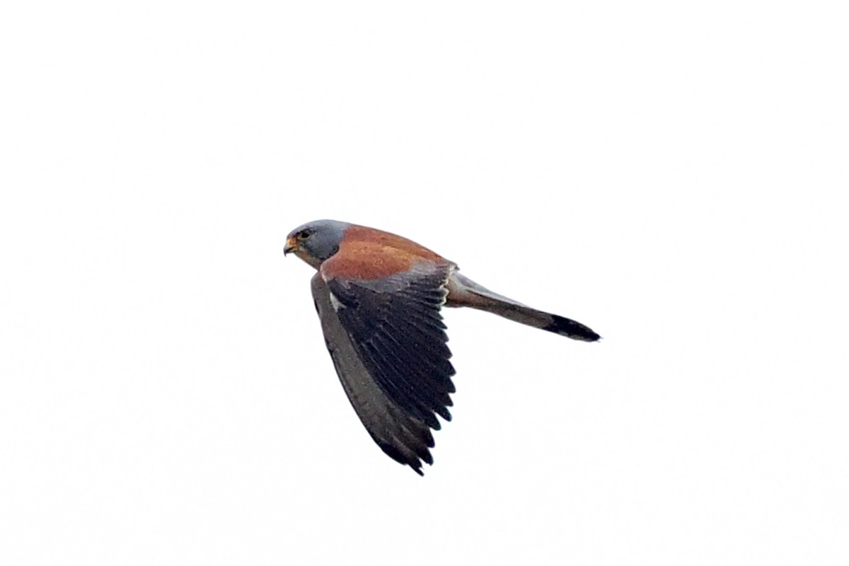 Lesser Kestrel - Donna Pomeroy