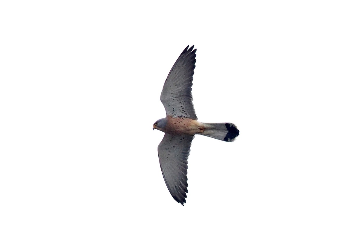 Lesser Kestrel - Donna Pomeroy