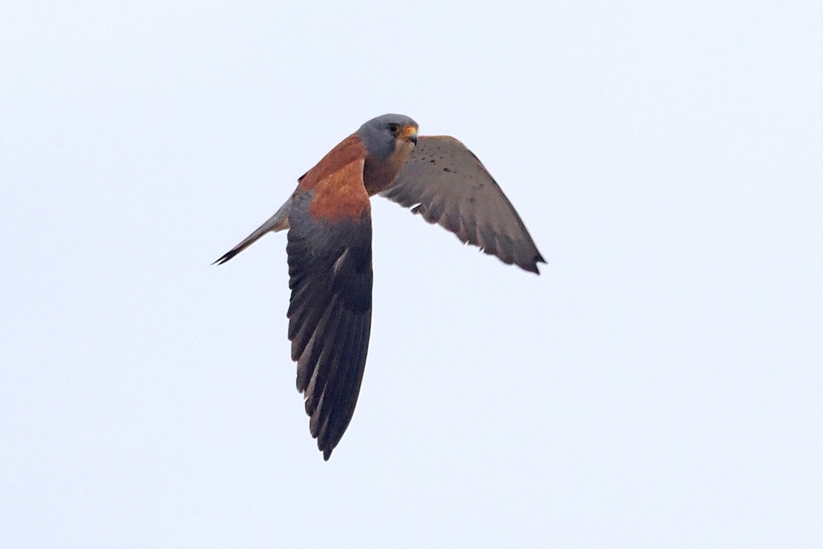 Lesser Kestrel - Donna Pomeroy