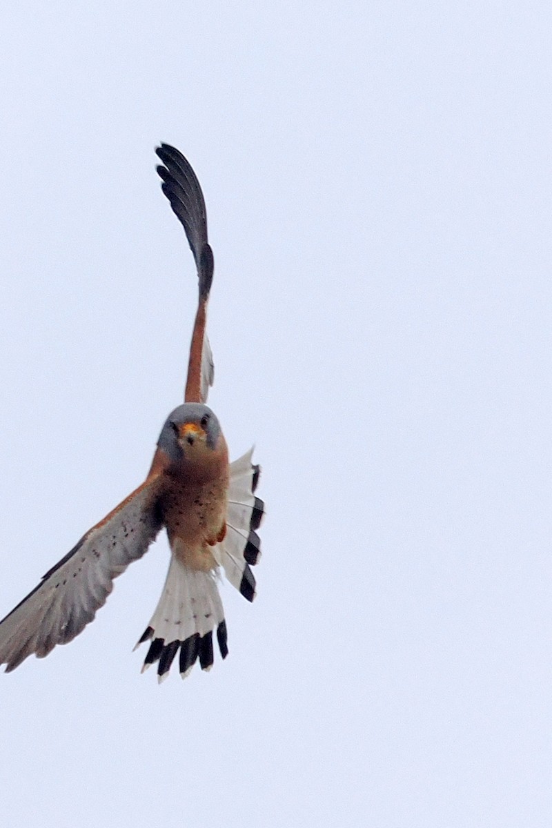 Lesser Kestrel - Donna Pomeroy